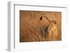 Lion in Tall Grass-Scott Bennion-Framed Photo