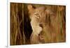 Lion in the grass, 2019,-Eric Meyer-Framed Photographic Print