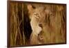 Lion in the grass, 2019,-Eric Meyer-Framed Photographic Print