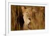 Lion in the grass, 2019,-Eric Meyer-Framed Photographic Print
