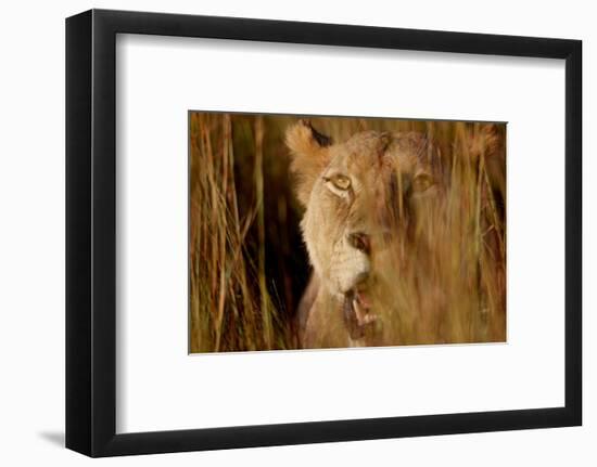 Lion in the grass, 2019,-Eric Meyer-Framed Photographic Print