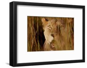 Lion in the grass, 2019,-Eric Meyer-Framed Photographic Print