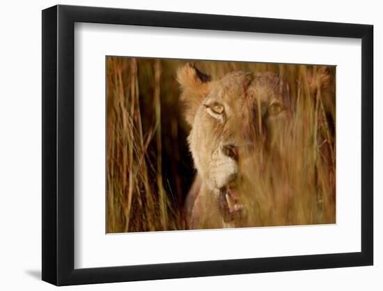 Lion in the grass, 2019,-Eric Meyer-Framed Photographic Print