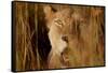 Lion in the grass, 2019,-Eric Meyer-Framed Stretched Canvas