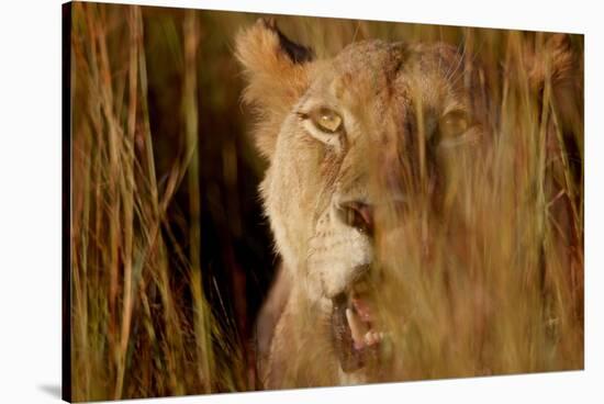 Lion in the grass, 2019,-Eric Meyer-Stretched Canvas