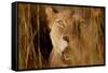 Lion in the grass, 2019,-Eric Meyer-Framed Stretched Canvas