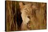 Lion in the grass, 2019,-Eric Meyer-Stretched Canvas