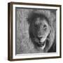 Lion in the Massai Mara-Stephen Ainsworth-Framed Giclee Print