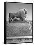 Lion in the Ruins of the Temple of Nebuchadnezzar in the Ruins of Babylon-Dmitri Kessel-Framed Stretched Canvas