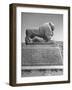 Lion in the Ruins of the Temple of Nebuchadnezzar in the Ruins of Babylon-Dmitri Kessel-Framed Photographic Print