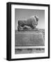 Lion in the Ruins of the Temple of Nebuchadnezzar in the Ruins of Babylon-Dmitri Kessel-Framed Photographic Print