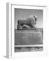 Lion in the Ruins of the Temple of Nebuchadnezzar in the Ruins of Babylon-Dmitri Kessel-Framed Photographic Print