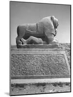Lion in the Ruins of the Temple of Nebuchadnezzar in the Ruins of Babylon-Dmitri Kessel-Mounted Photographic Print