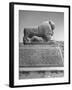 Lion in the Ruins of the Temple of Nebuchadnezzar in the Ruins of Babylon-Dmitri Kessel-Framed Photographic Print