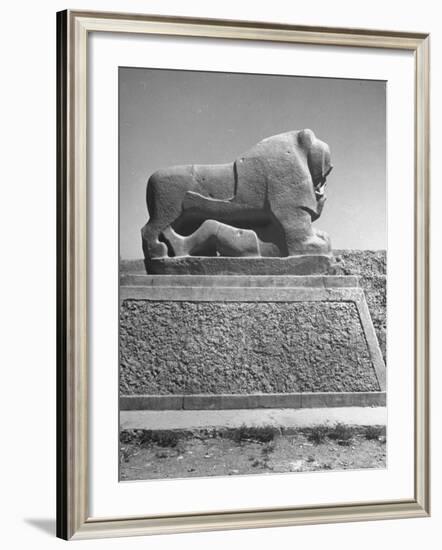 Lion in the Ruins of the Temple of Nebuchadnezzar in the Ruins of Babylon-Dmitri Kessel-Framed Photographic Print