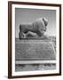 Lion in the Ruins of the Temple of Nebuchadnezzar in the Ruins of Babylon-Dmitri Kessel-Framed Photographic Print