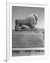 Lion in the Ruins of the Temple of Nebuchadnezzar in the Ruins of Babylon-Dmitri Kessel-Framed Photographic Print