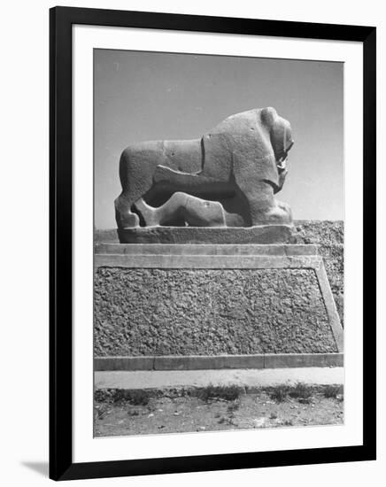 Lion in the Ruins of the Temple of Nebuchadnezzar in the Ruins of Babylon-Dmitri Kessel-Framed Photographic Print