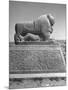 Lion in the Ruins of the Temple of Nebuchadnezzar in the Ruins of Babylon-Dmitri Kessel-Mounted Photographic Print