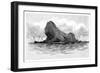 Lion Island, Australia, 1886-null-Framed Giclee Print