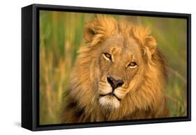 Lion King-Howard Ruby-Framed Stretched Canvas