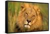 Lion King-Howard Ruby-Framed Stretched Canvas