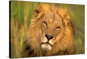 Lion King-Howard Ruby-Stretched Canvas