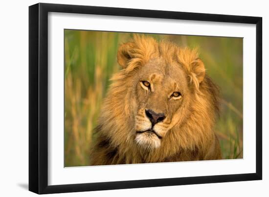 Lion King-Howard Ruby-Framed Premium Photographic Print