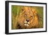 Lion King-Howard Ruby-Framed Premium Photographic Print