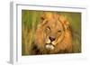 Lion King-Howard Ruby-Framed Premium Photographic Print