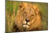 Lion King-Howard Ruby-Mounted Premium Photographic Print