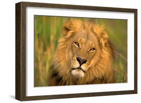 Lion King-Howard Ruby-Framed Photographic Print