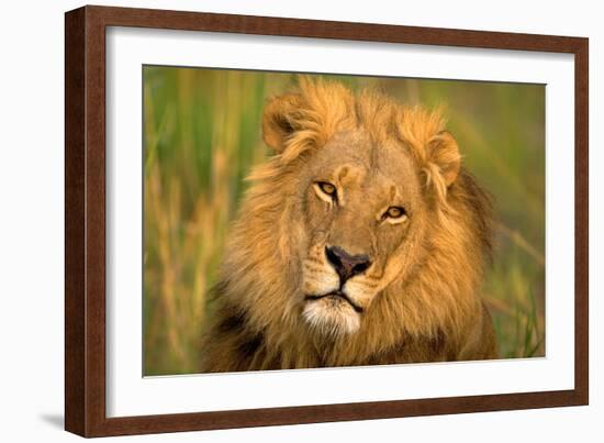 Lion King-Howard Ruby-Framed Photographic Print