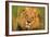 Lion King-Howard Ruby-Framed Photographic Print