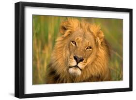 Lion King-Howard Ruby-Framed Photographic Print