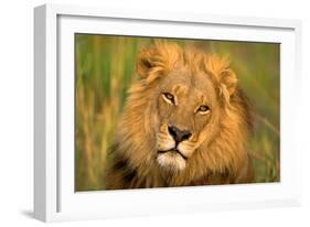 Lion King-Howard Ruby-Framed Photographic Print