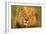 Lion King-Howard Ruby-Framed Photographic Print