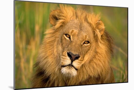 Lion King-Howard Ruby-Mounted Photographic Print