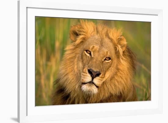 Lion King-Howard Ruby-Framed Photographic Print