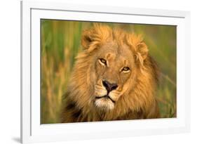 Lion King-Howard Ruby-Framed Photographic Print