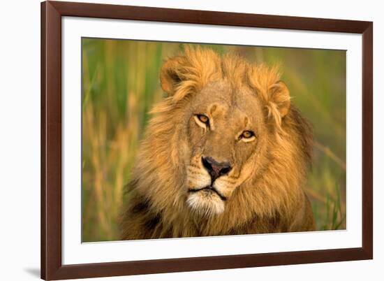 Lion King-Howard Ruby-Framed Photographic Print