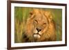 Lion King-Howard Ruby-Framed Photographic Print