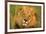 Lion King-Howard Ruby-Framed Photographic Print