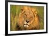 Lion King-Howard Ruby-Framed Photographic Print