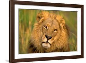 Lion King-Howard Ruby-Framed Photographic Print