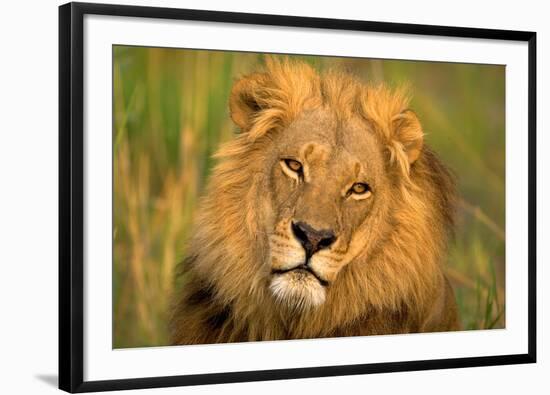 Lion King-Howard Ruby-Framed Photographic Print