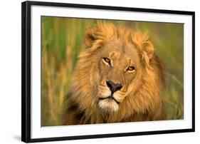 Lion King-Howard Ruby-Framed Photographic Print