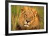 Lion King-Howard Ruby-Framed Photographic Print