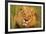 Lion King-Howard Ruby-Framed Photographic Print
