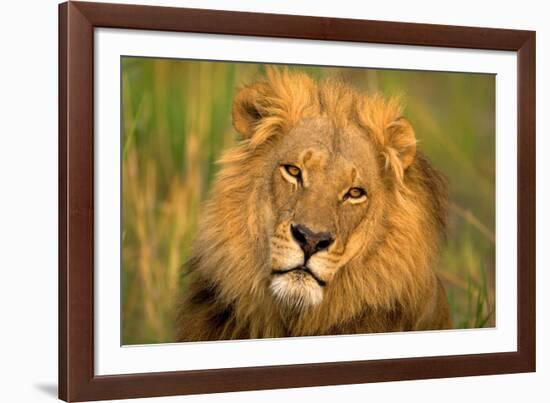 Lion King-Howard Ruby-Framed Photographic Print